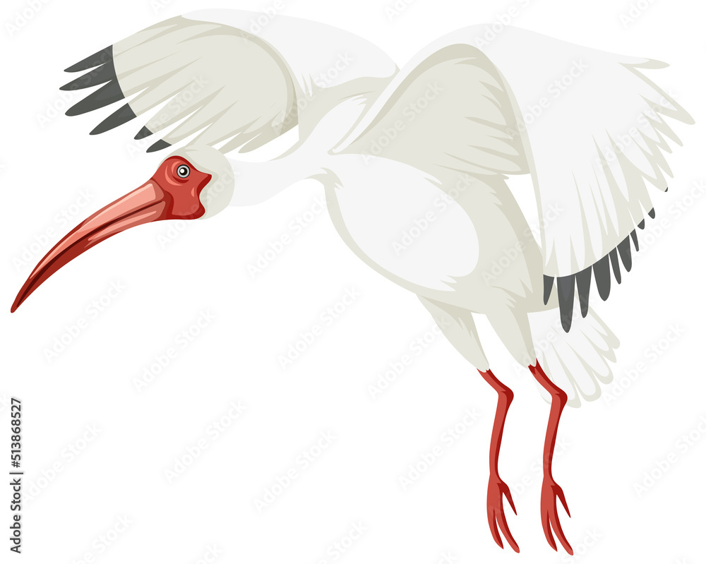 隔离的美国白ibis