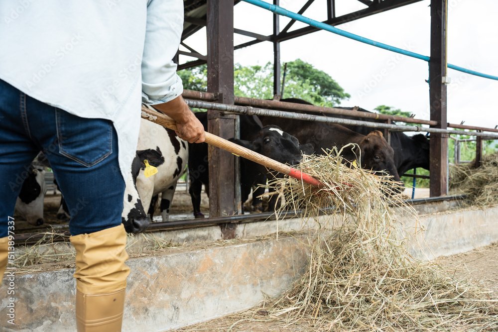 Attractive Caucasian male dairy farmer working alone outdoors in farm. 