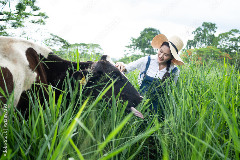 Attractive Asian dairy farmer woman working alone outdoors in farm. 