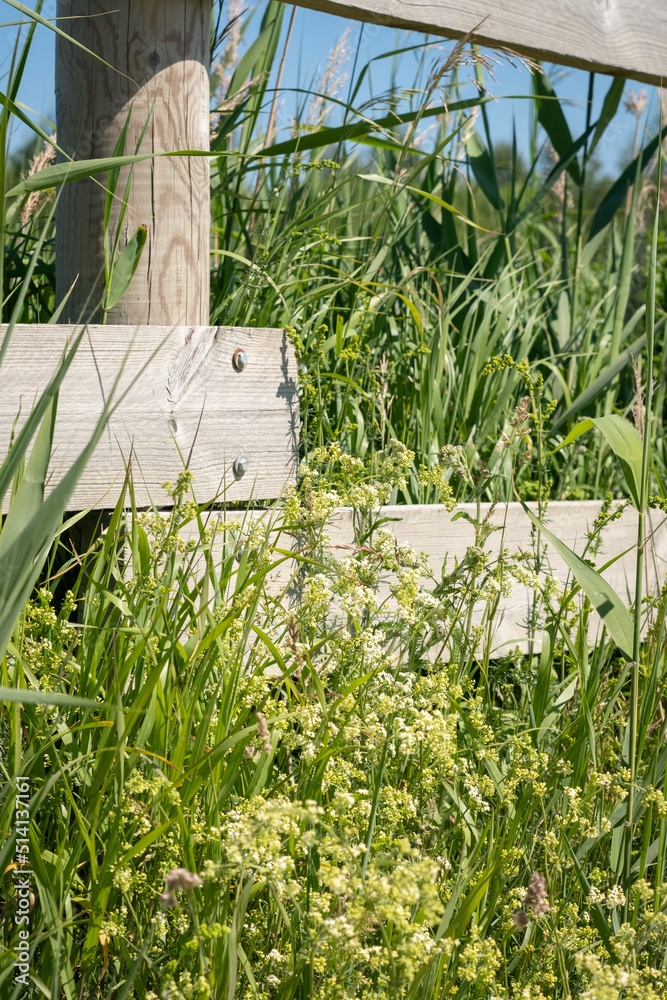 Meadow flowers and green grass near wooden fence with blurred background. Countryside summer and spr