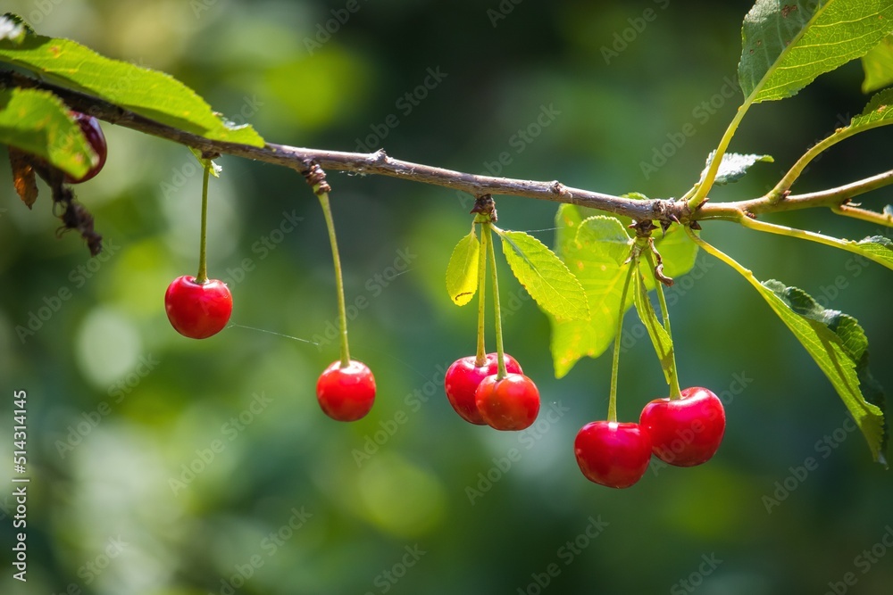 Cherries on the tree.