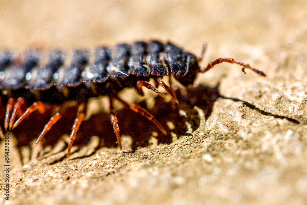 Centipede insect in Machu Picchu area Peru .Fauna of Soth America.