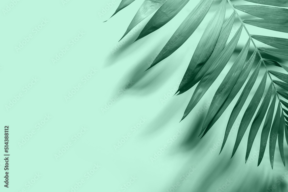 Tropical palm leaf on mint background