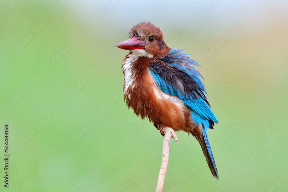 red beak birds making goose bumping feather when perching on thin branch over fine green background,