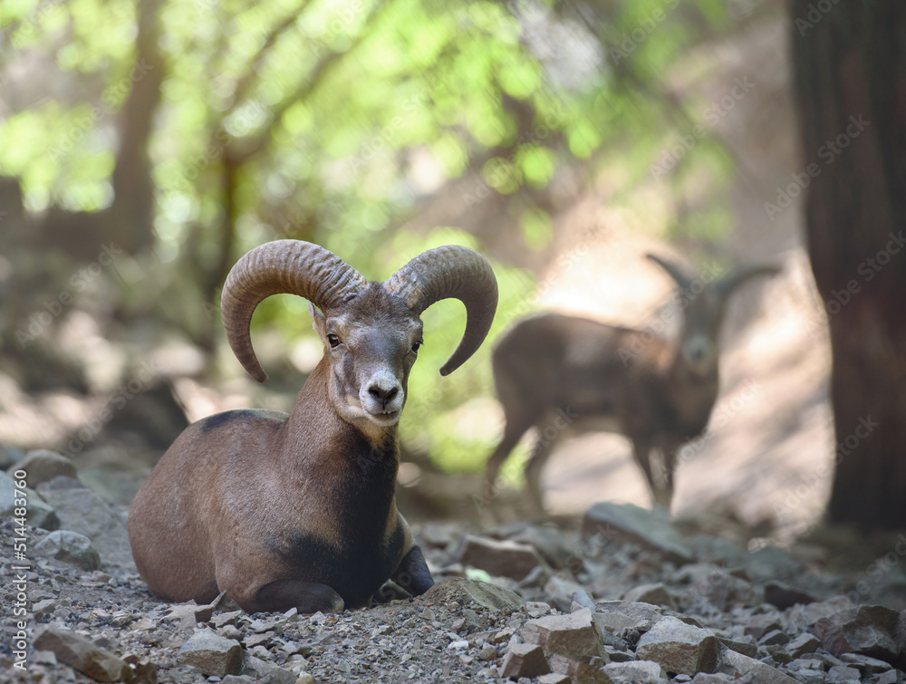 Animal portrait of wild Cyprus mouflon in natural habitat. Troodos mountains, Cyprus