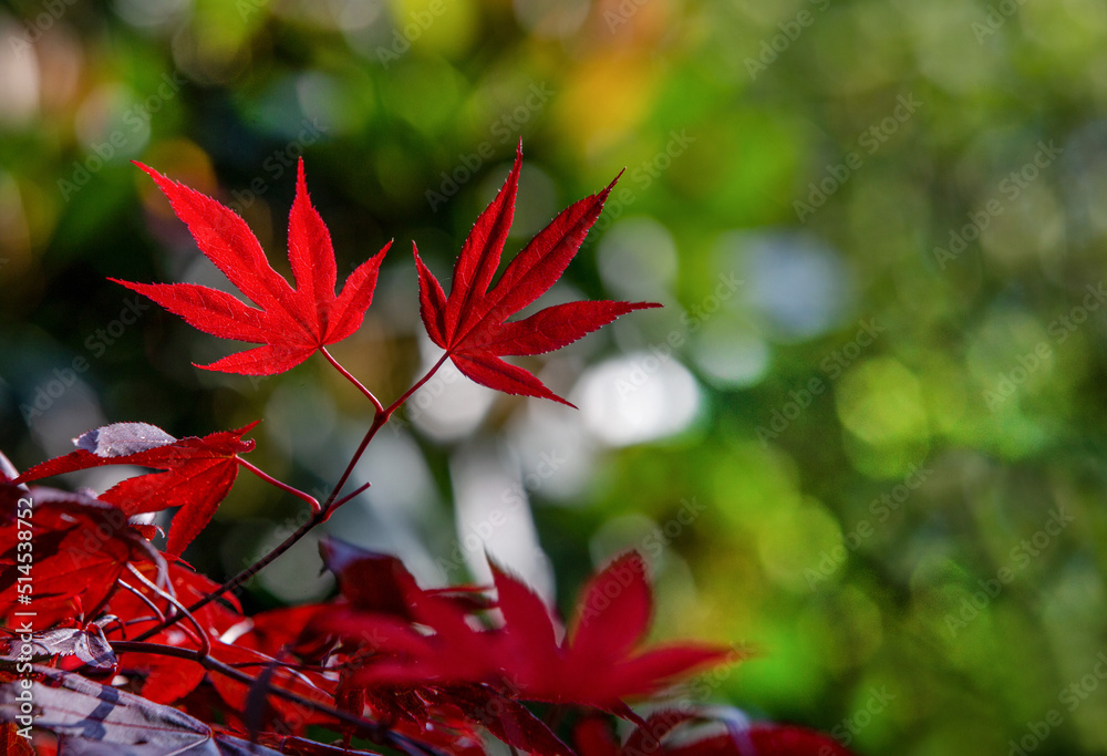 诺曼底美丽的掌状枫（日本枫）叶子