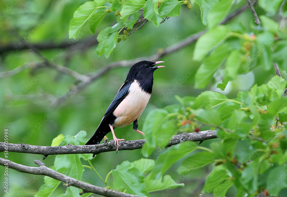 Rose starlings eat mulberries on tree branches