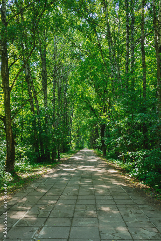 cozy valley in summer green forest