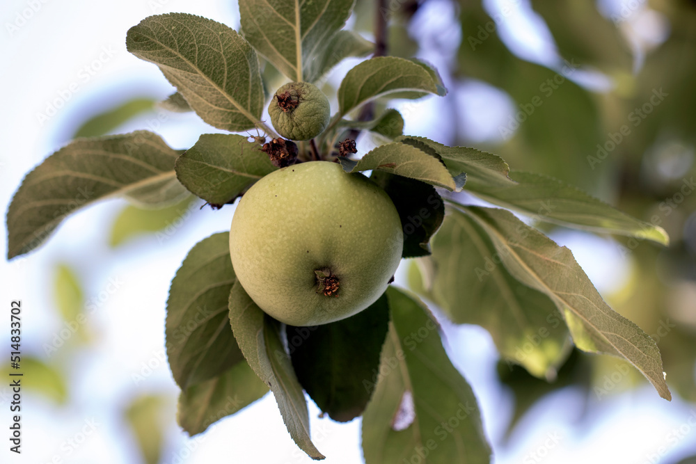 apples on tree