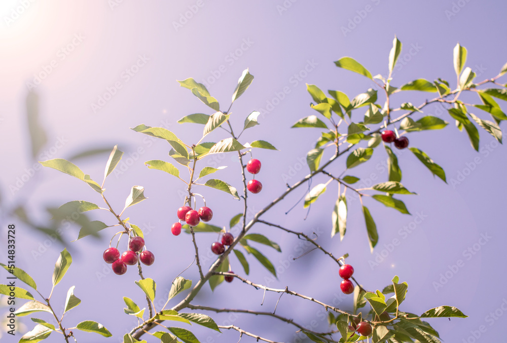 berries on a branch of tree