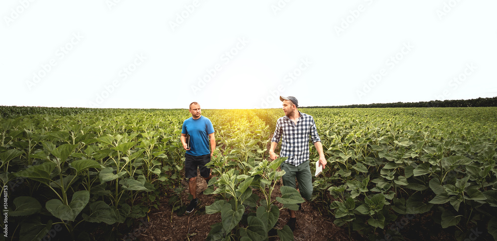 Two farmers in an agricultural field of sunflowers. Agronomist and farmer inspect potential yield