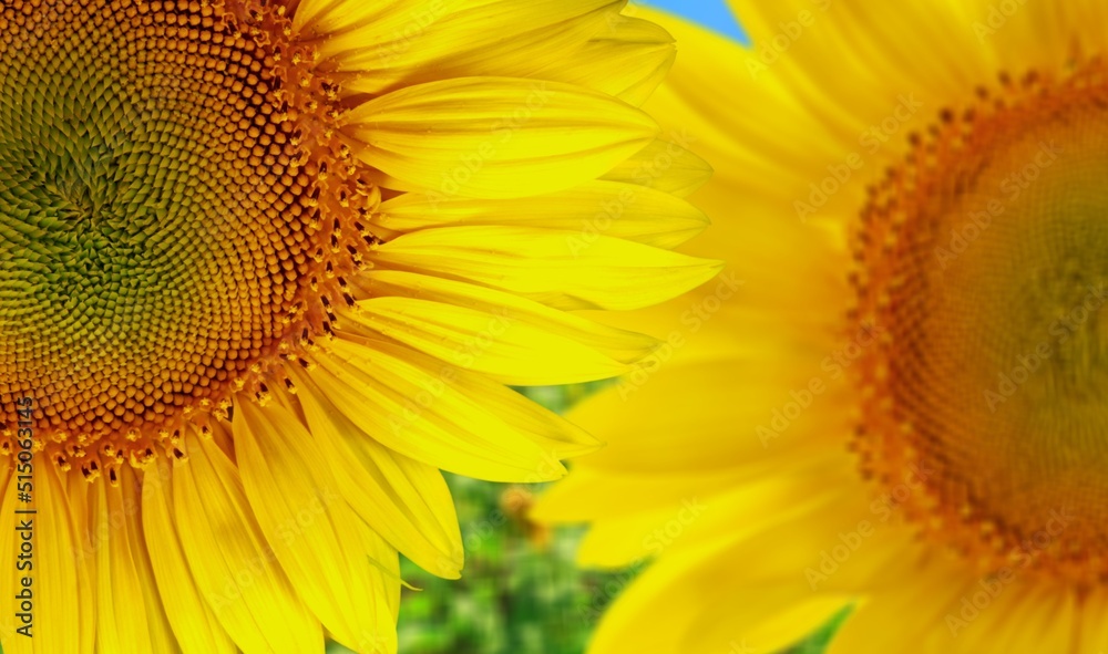 Fresh yellow sunflower in full bloom on sunny summer, fields background..