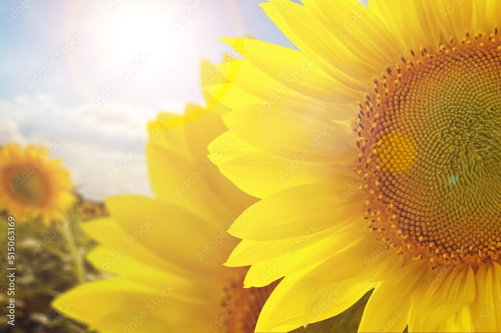 Fresh yellow sunflower in full bloom on sunny summer, fields background..