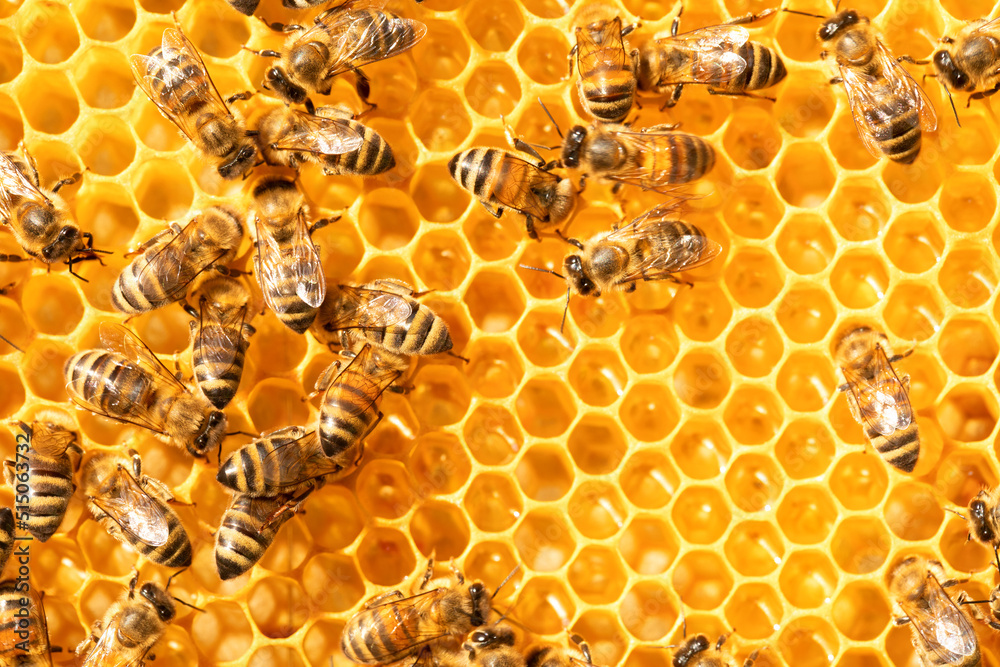 bees on honeycomb, abstract natural background or texture.