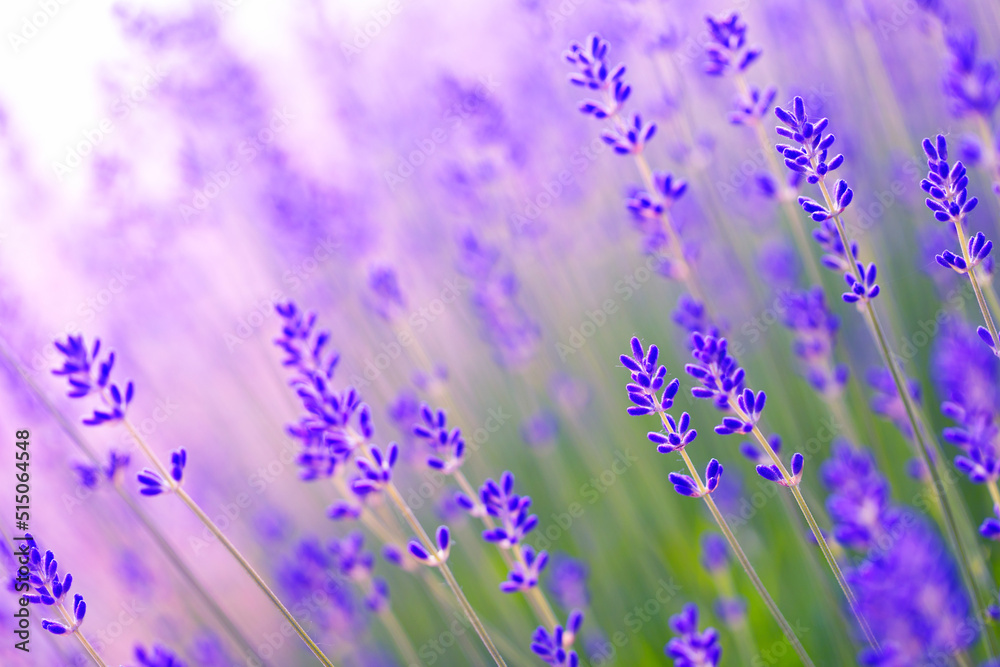 Bright lavender flowers, selective focus. In a lavender field.