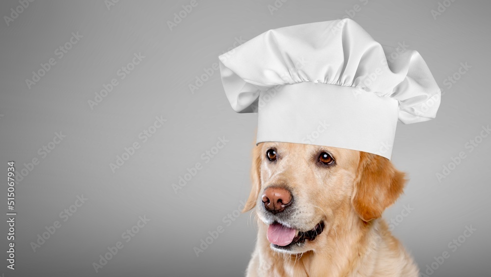 Funny puppy dog in chef cooking hat. Chef dog cooking dinner. Homemade food restaurant menu concept.