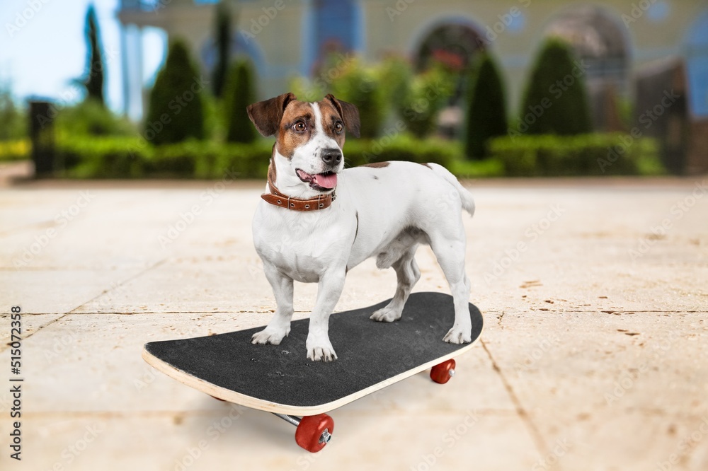 Cute dog rides a skateboard outdoors on a hot day.