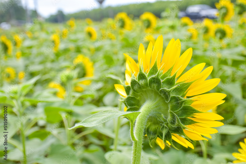 Sunflower field and blurry background in Thailand garden.