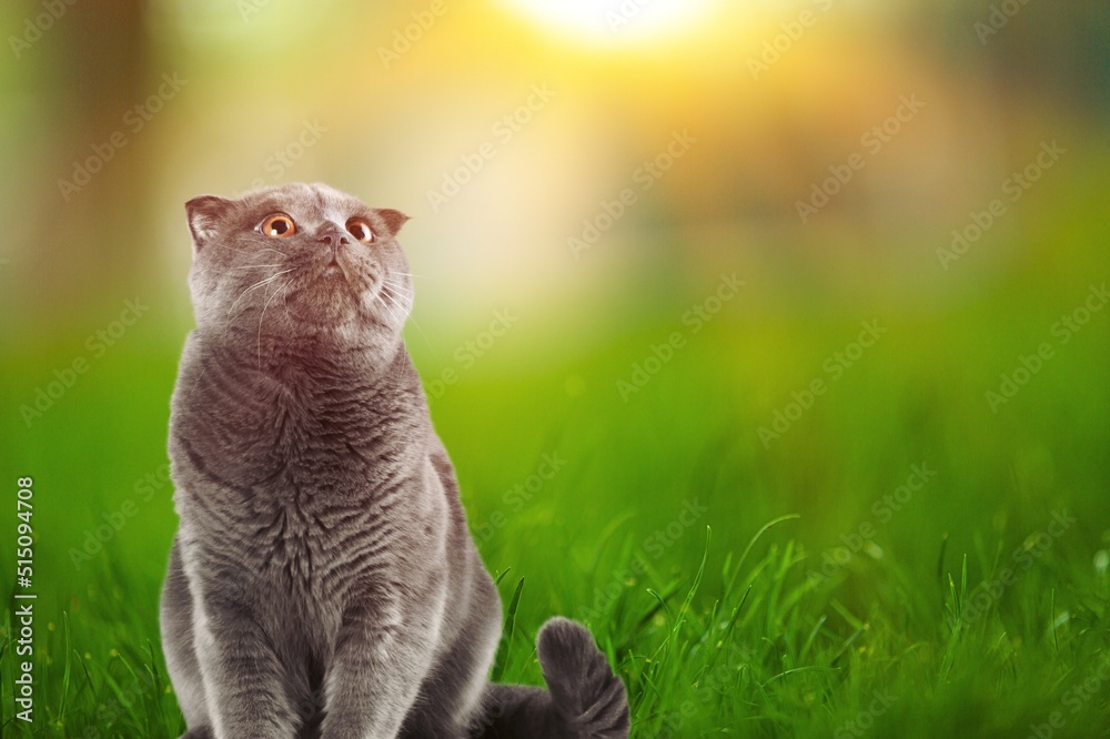 Photo of a cute fluffy cat in a spring garden.