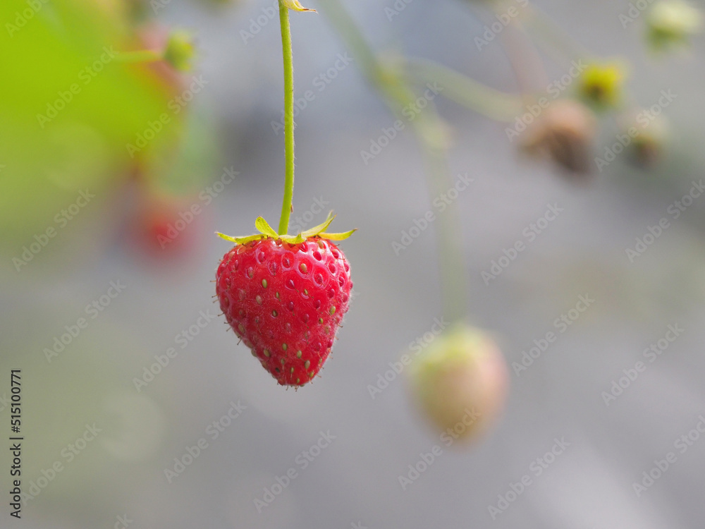 Fresh strawberry in farm