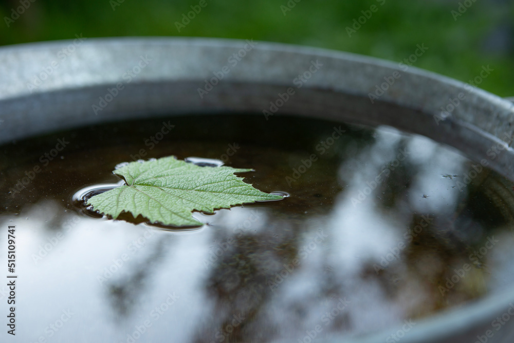 Green grape leaf floating on water in bowl