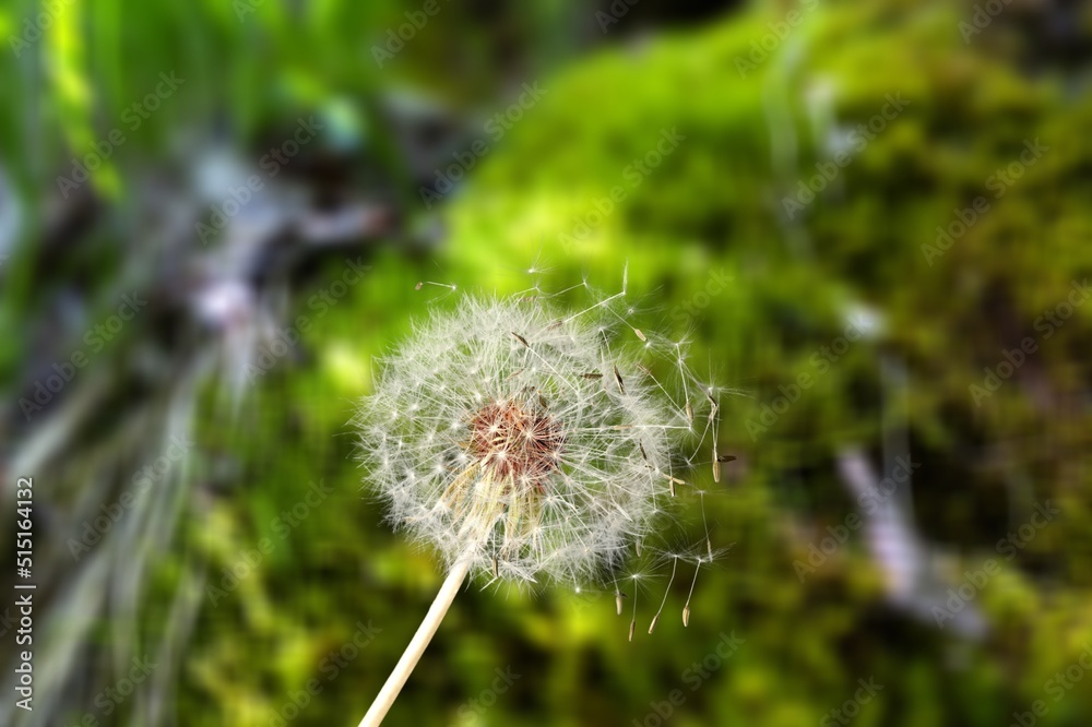 风景背景中美丽的花朵蒲公英