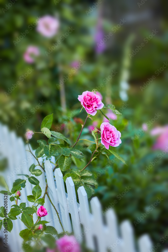 Rose bush with pink flowers from above, growing in a garden beside a white picket fence on a blurred