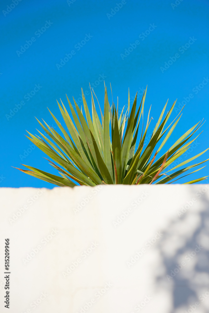 Yucca growing under a clear blue sky with copy space behind a white wall. Spiky leaves of an obstruc