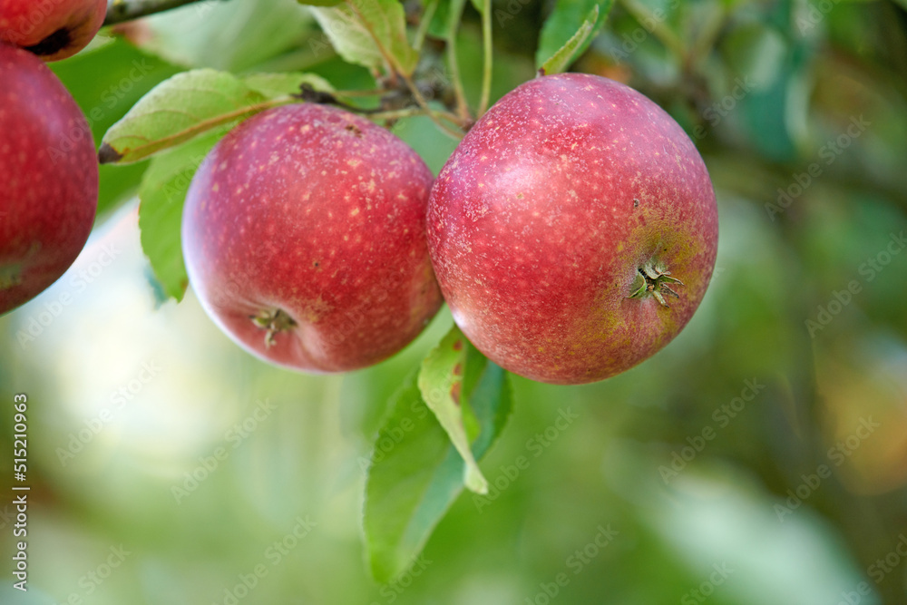 vibrant, healthy red apples growing on trees for harvest in a sustainable orchard outdoors on a sunn