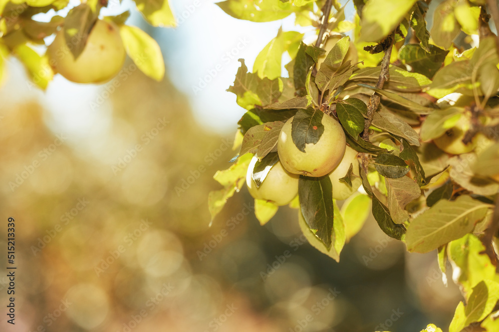 Copy space with green apples growing on trees in a sustainable orchard on a sunny day outdoors. Ripe