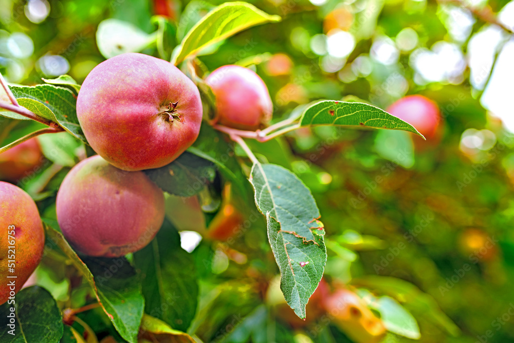 red apples with copy space growing on a tree in an orchard on a bright and sunny day outdoors. Fresh