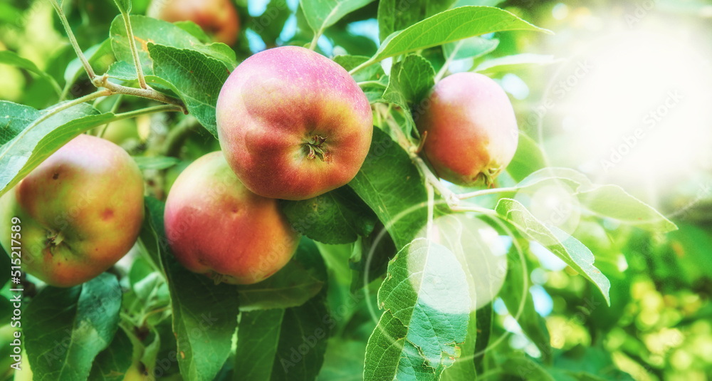 Red apples hanging on a tree, growing in an orchard outside in summer with a sun flare. Organic and 