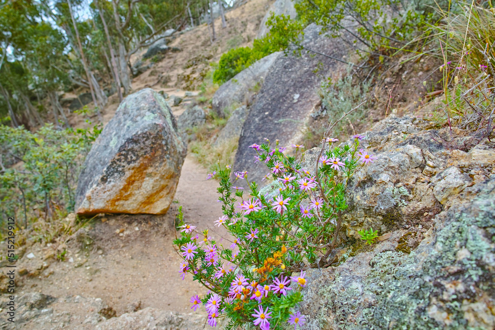 Closeup of purple and pink Fynbos flowers growing on rocky mountain landscape with copyspace. Plants