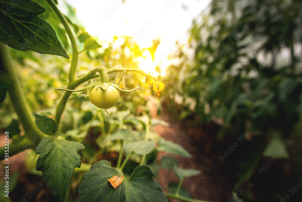 Tomato plants in greenhouse Green tomatoes plantation. Organic farming, young tomato plants growth i