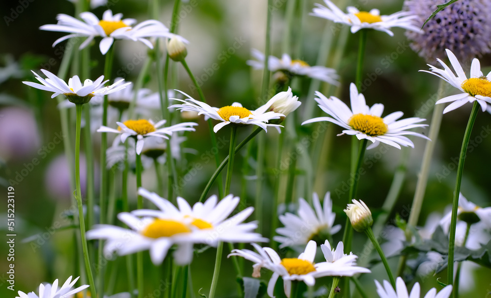 一组常见的长菊花与紫荆花和白色、紫色花瓣的视图