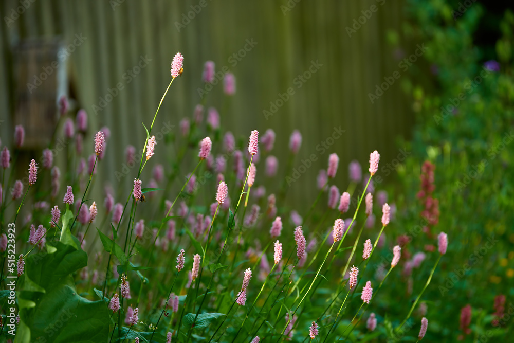 一个粉红色盛开的Persicaria bistorta和新鲜绿叶的花园。美丽的模糊背景ph