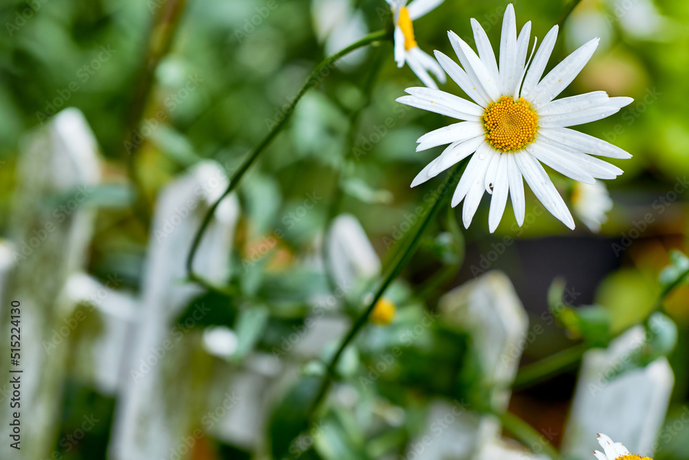 A view of a bloomed long common daisy flower with steam and yellow in the center. A close-up view of