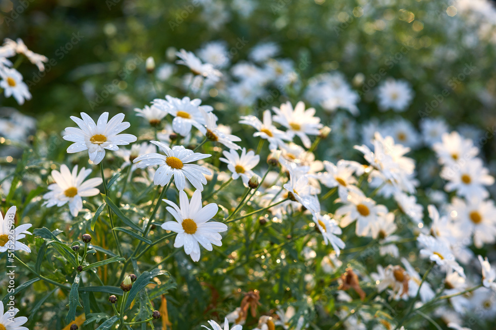 Landscape of daisy flowers growing in backyard garden in summer. Marguerite perennial flowering plan