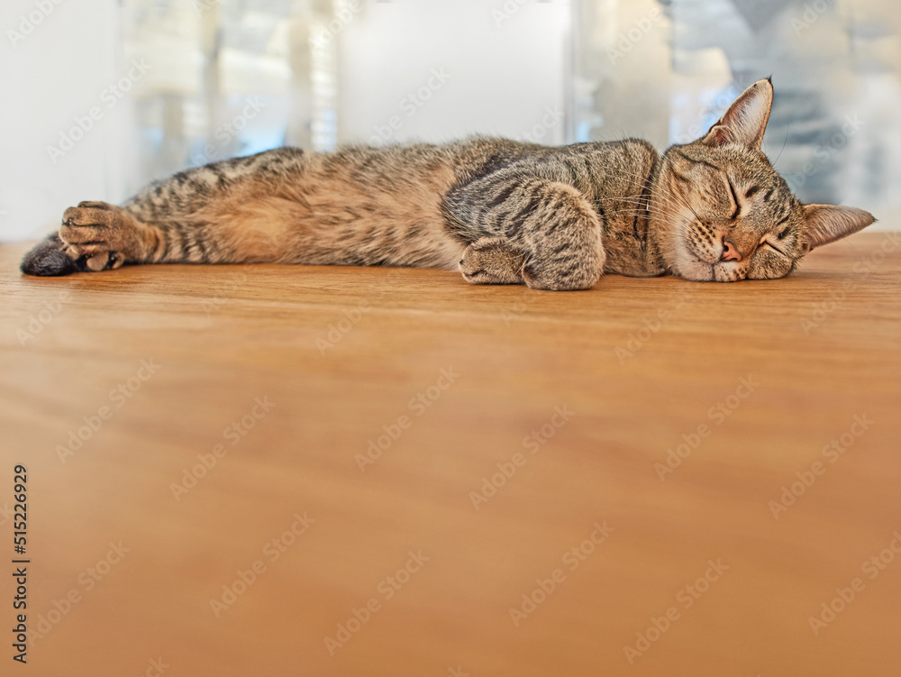 Cute cat sleeping on the floor with copyspace. Adorable pet taking a nap in the lounge. Grey feline 