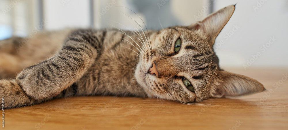 A cute tabby cat lying on a table with adorable eyes in a home. A happy sneaky furry pet in a house 