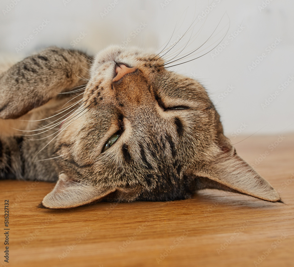 Face of a cute cat sleeping on the living room floor. Head of an adorable pet taking a nap in the da