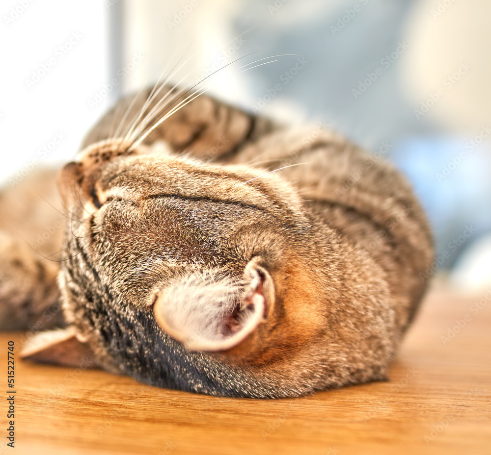 一只虎斑猫躺在家里的桌子上平静地睡觉。一只可爱的矮猫的特写