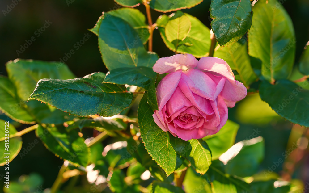 Pink rose budding on a tree in a botanical garden. Closeup of a pretty summer flower growing in natu