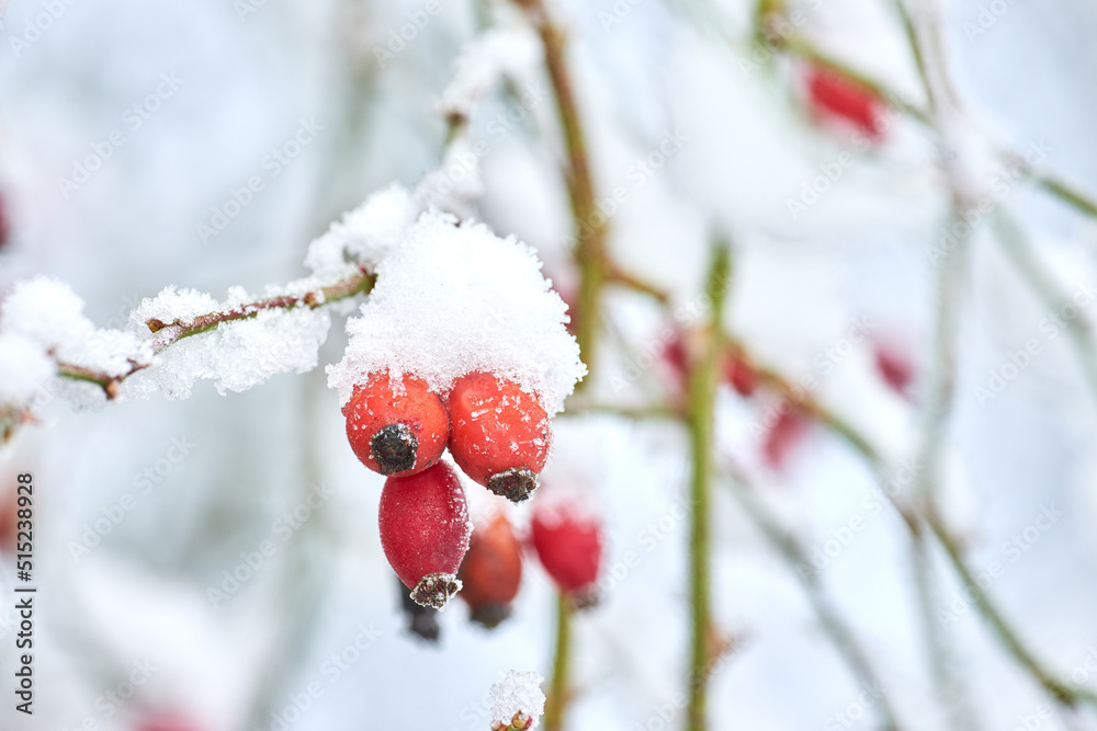 白色冬日，被雪覆盖的Armur玫瑰花蕾特写。花园里生长着发芽的玫瑰