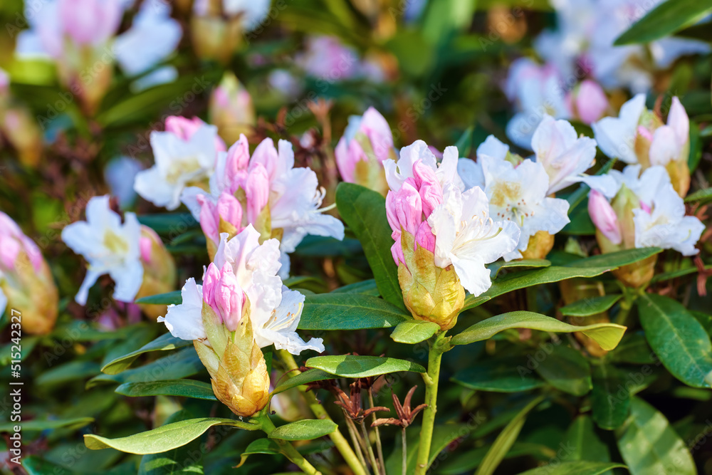 外面春天公园里粉红色的花丛特写。杜鹃花在里面开花