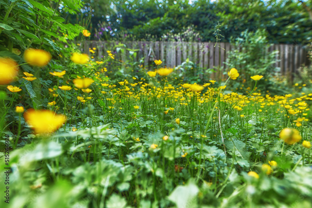 Meadow buttercups growing in a garden or backyard at home in spring. Group of a vibrant yellow ranun