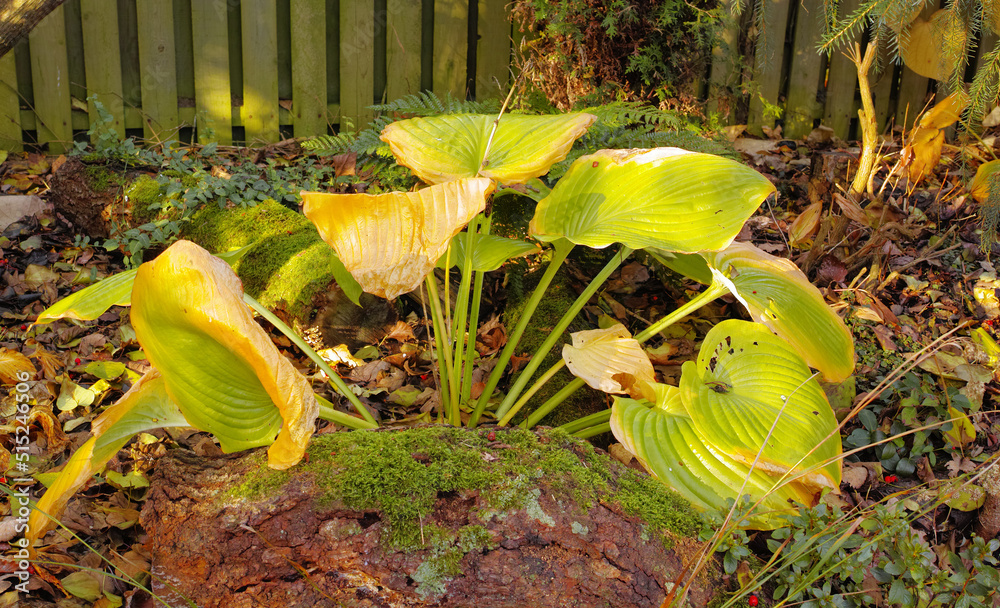 美丽的亮绿色叶子观赏植物Hosta.Fo秋天褪色的黄绿色叶子