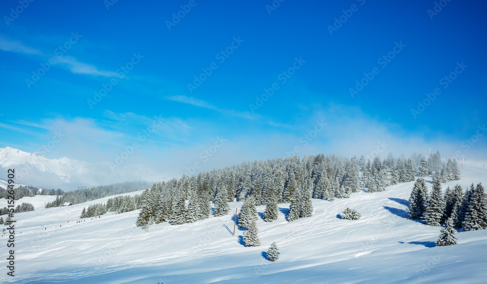 降雪后的冷杉林景观，晴天有云