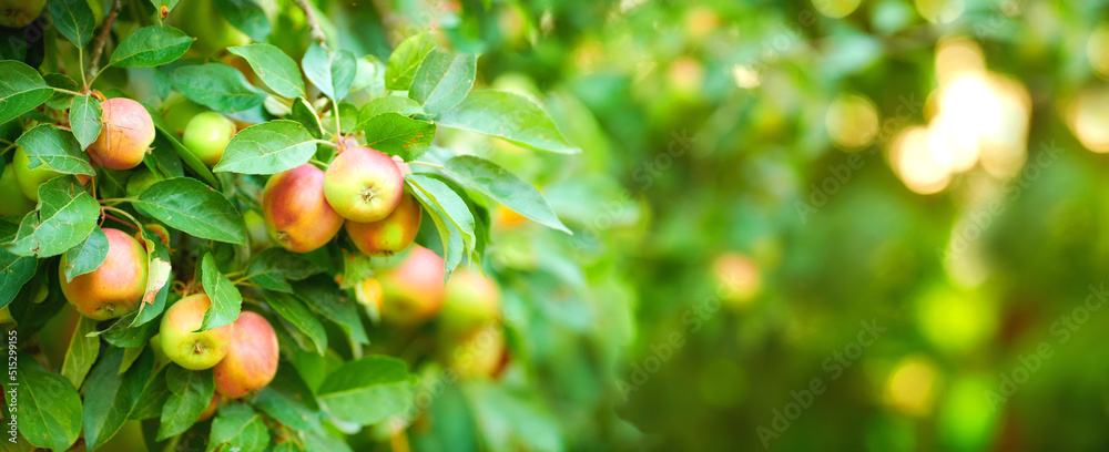 Closeup of apples growing on a tree in a sustainable orchard on a sunny day outdoors. Juicy, nutriti