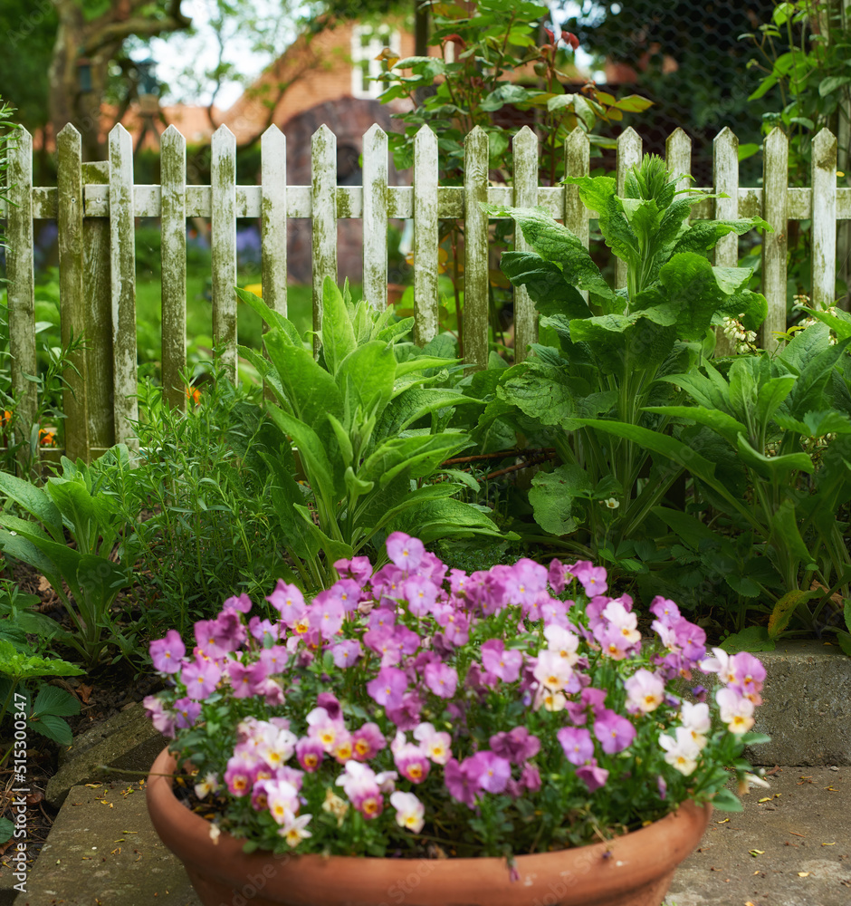 Landscape of pansies growing in a vase in a backyard garden in summer. Pretty purple plants blooming